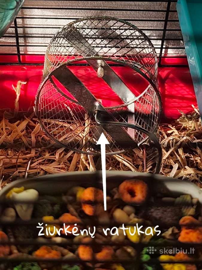 Graužikų narvas su 2 džiungarijos žiurkėnais - nuotraukos Nr. 5
