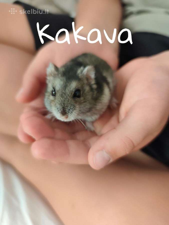 Graužikų narvas su 2 džiungarijos žiurkėnais - nuotraukos Nr. 9