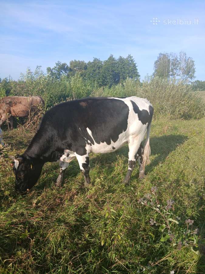 Parduodu veršingą telyčią. Kaišiadorių r. - nuotraukos Nr. 2