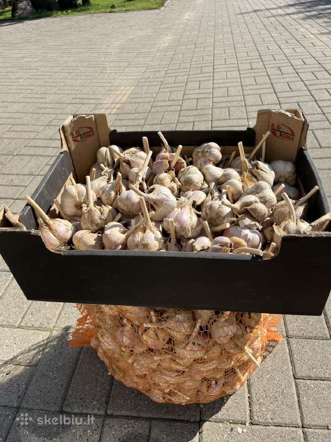 Žieminiai česnakai - nuotraukos Nr. 6
