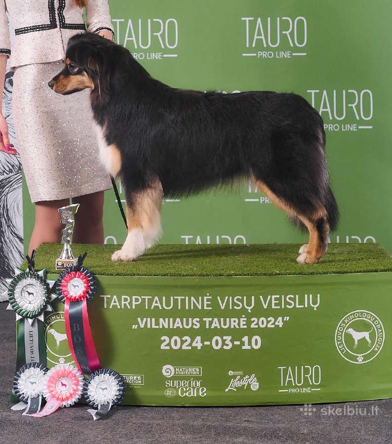 Mano Lapė Fci Australų aviganių veislynas - nuotraukos Nr. 17