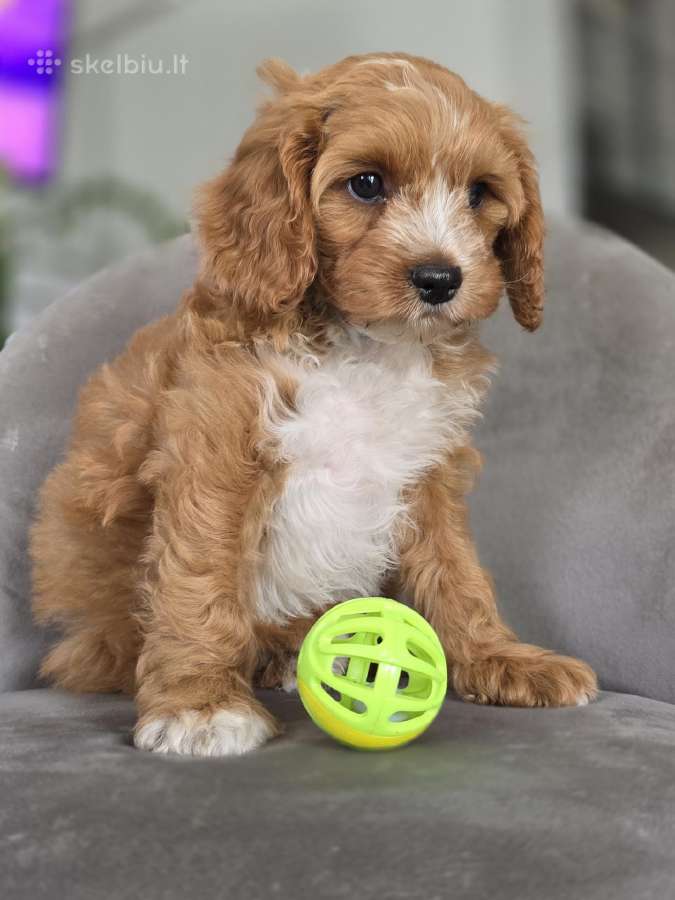 Cavapoo mazylis Hobis - nuotraukos Nr. 2