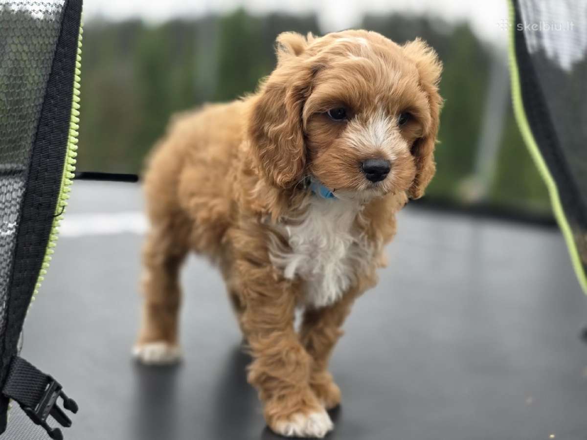Cavapoo mazylis Hobis - nuotraukos Nr. 3