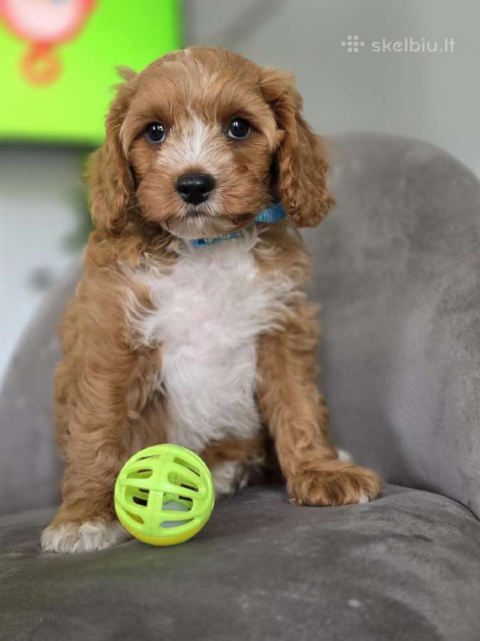 Cavapoo mazylis Hobis - nuotraukos Nr. 4