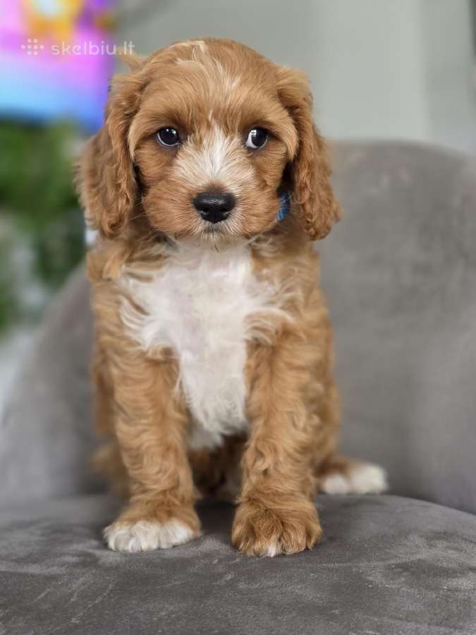 Cavapoo mazylis Hobis - nuotraukos Nr. 5