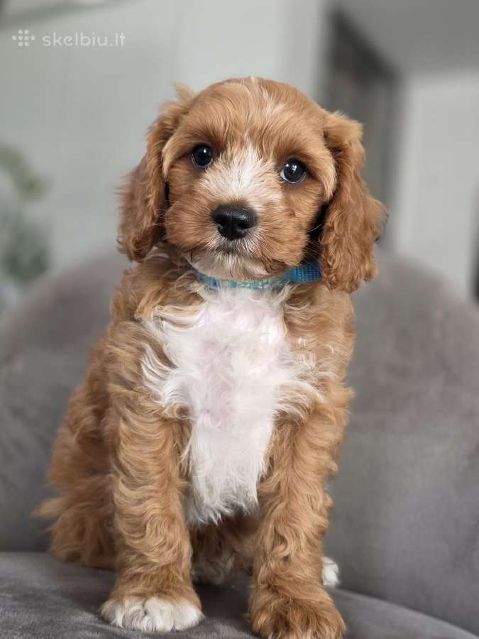 Cavapoo mazylis Hobis - nuotraukos Nr. 6
