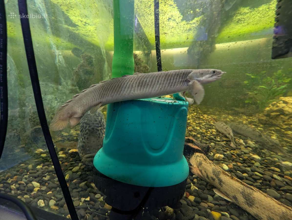 Parduodama žuvis Polipterus Senegalo - nuotraukos Nr. 2