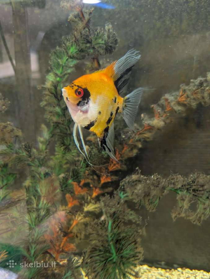 Parduodamos žuvys Scalare Red Devil - nuotraukos Nr. 2
