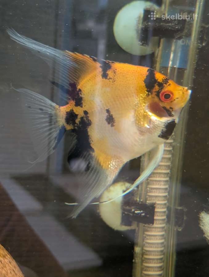 Parduodamos žuvys Scalare Red Devil - nuotraukos Nr. 3