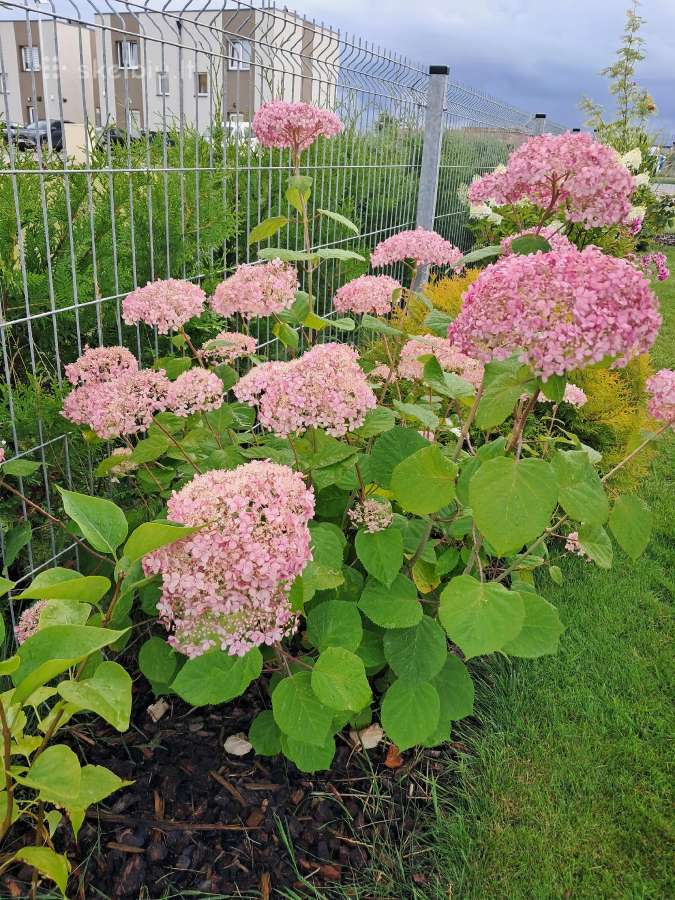 Hortenzija Pink Annabelle - nuotraukos Nr. 2