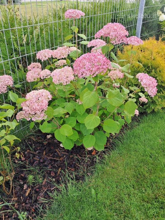 Hortenzija Pink Annabelle - nuotraukos Nr. 3