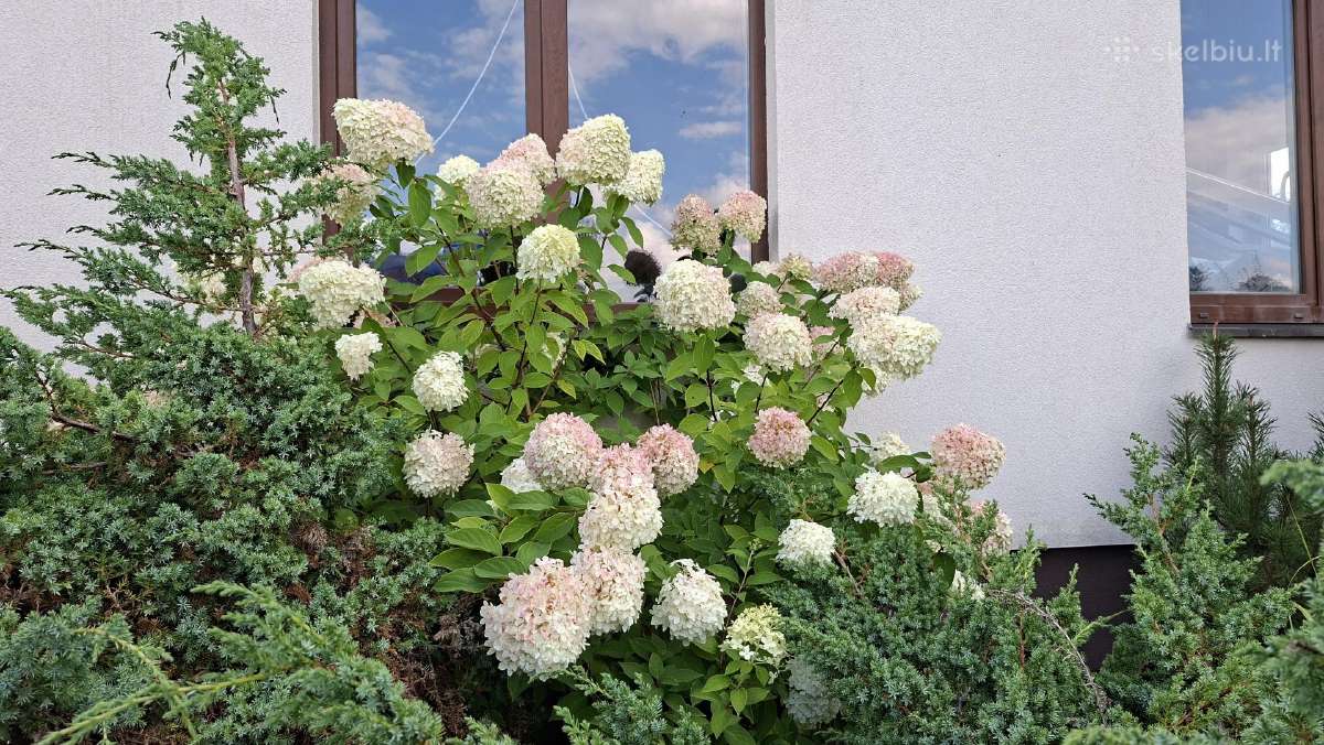 Hortenzijos - nuotraukos Nr. 20