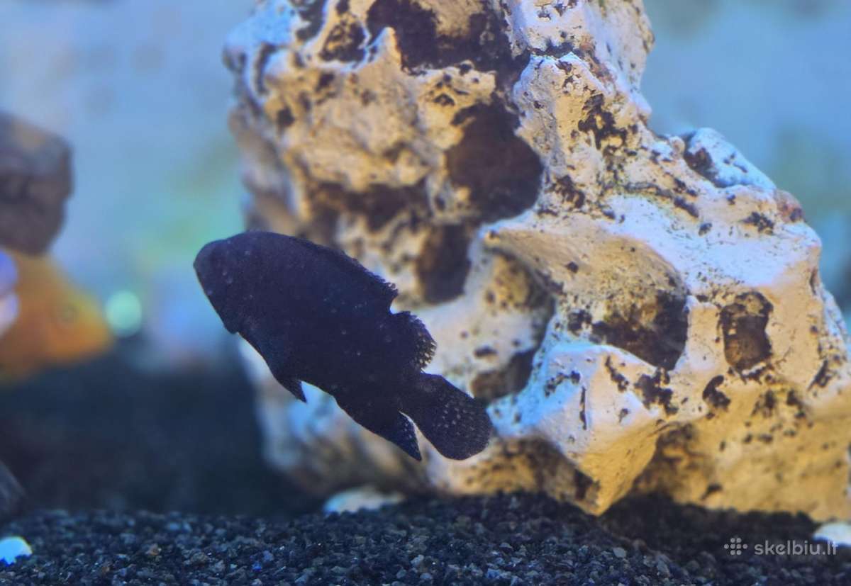 Jack dempsey - Cichlasoma octofasciatum - nuotraukos Nr. 2