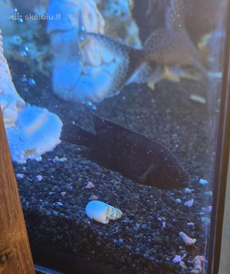 Jack dempsey - Cichlasoma octofasciatum - nuotraukos Nr. 3