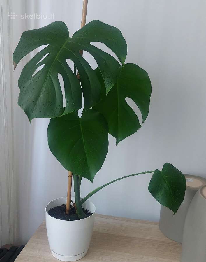 Monstera deliciosa - nuotraukos Nr. 2