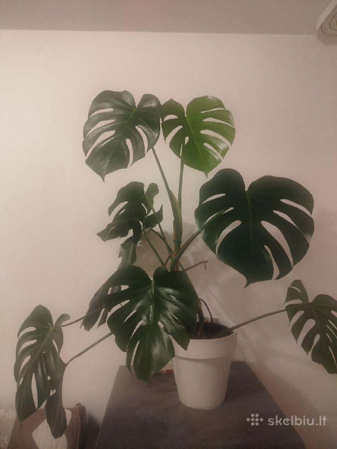 Monstera deliciosa – 35 € Vilnius - nuotraukos Nr. 2