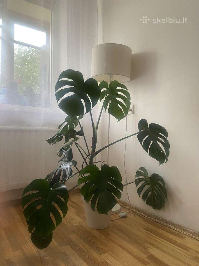 Monstera deliciosa – 35 € Vilnius - nuotraukos Nr. 3