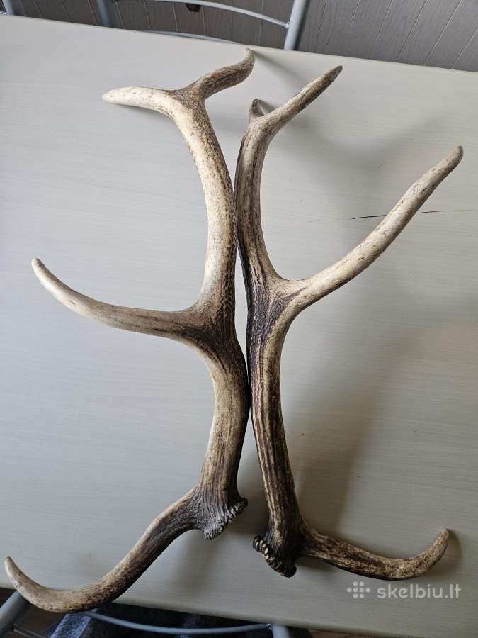2 vnt ragai, 60 cm - nuotraukos Nr. 2