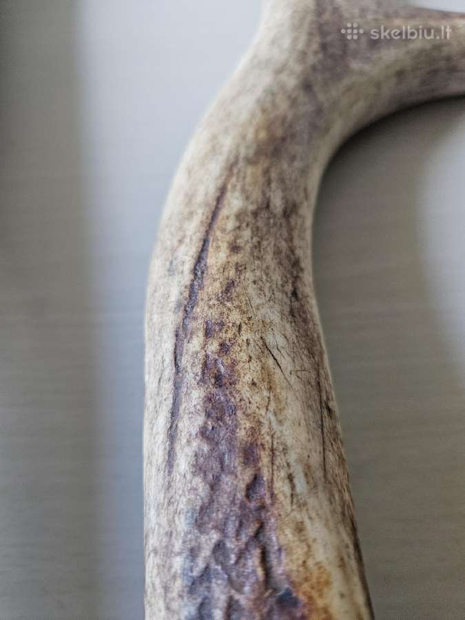 2 vnt ragai, 60 cm - nuotraukos Nr. 3
