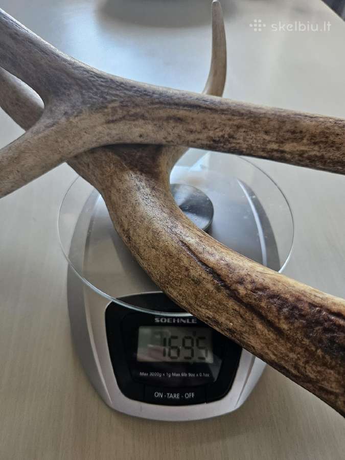 2 vnt ragai, 60 cm - nuotraukos Nr. 4