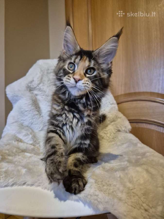 Mainecoon f22 - nuotraukos Nr. 2