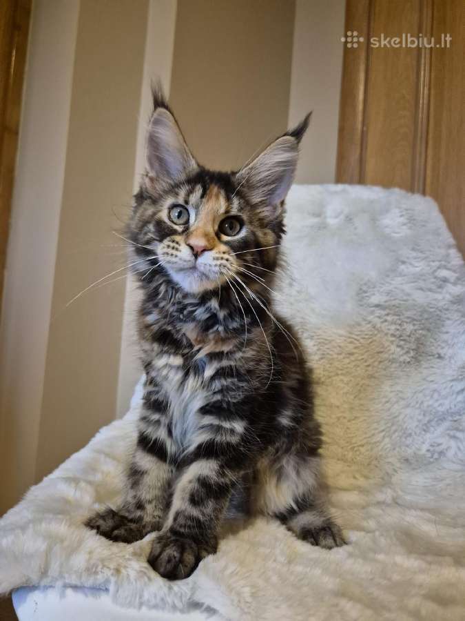 Mainecoon f22 - nuotraukos Nr. 3