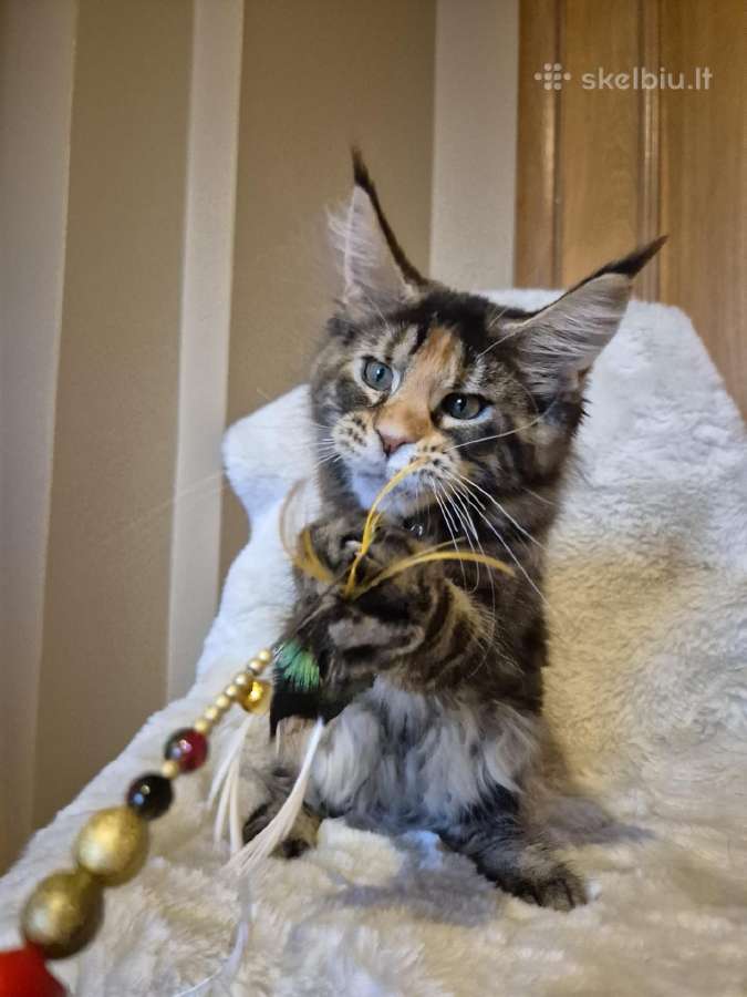 Mainecoon f22 - nuotraukos Nr. 4