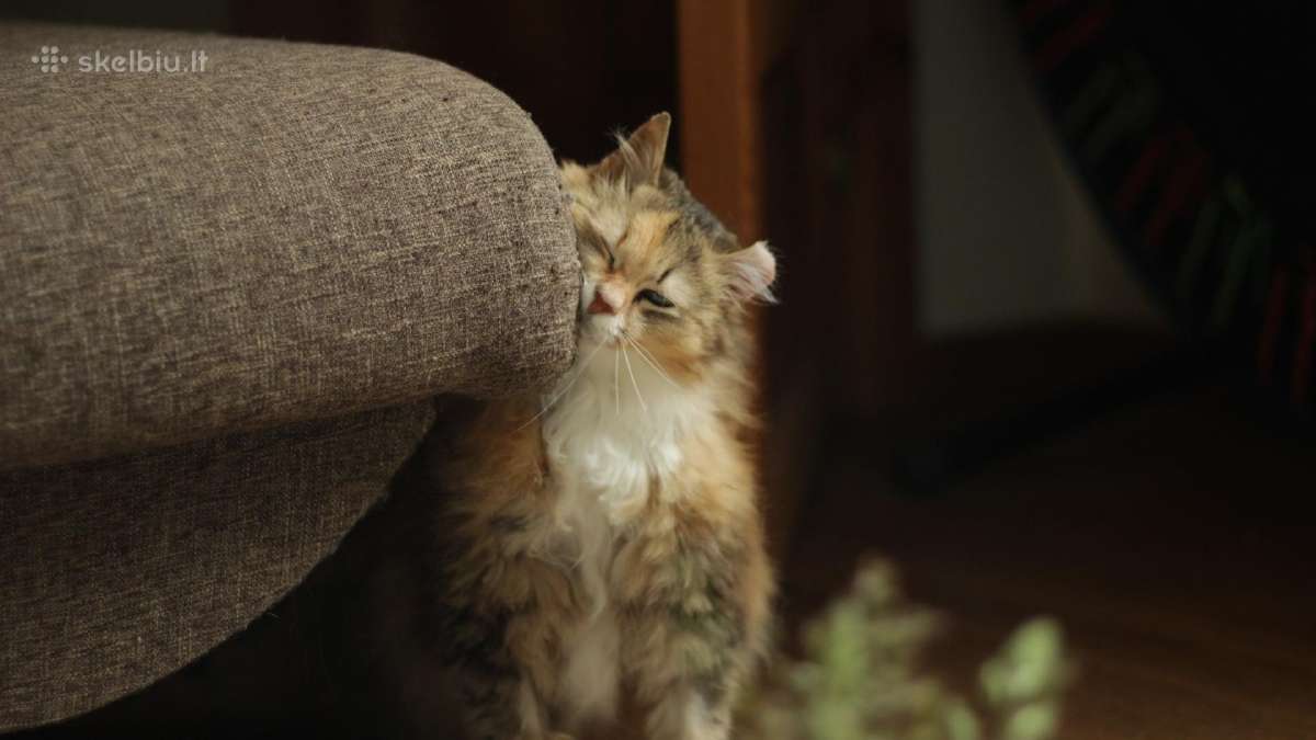 Princesė, 5m., benamėlė - nuotraukos Nr. 2