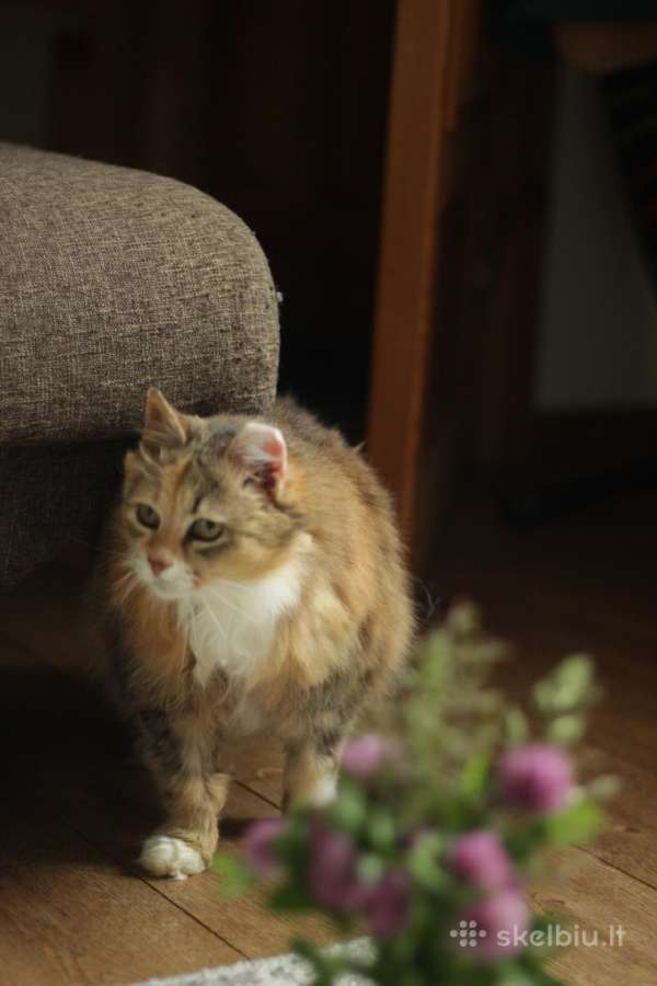 Princesė, 5m., benamėlė - nuotraukos Nr. 3