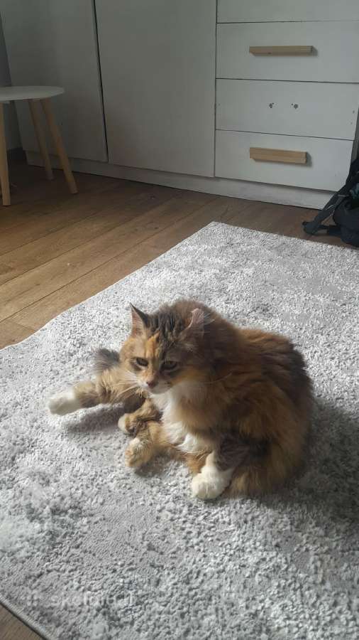 Princesė, 5m., benamėlė - nuotraukos Nr. 8