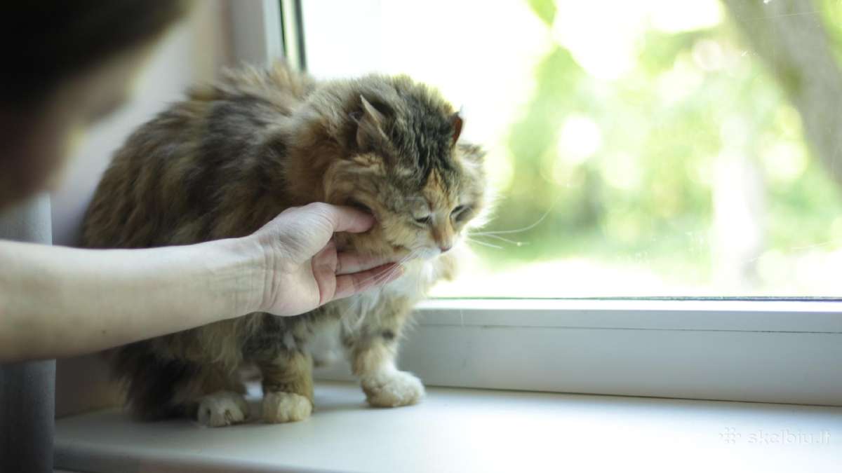 Princesė, 5m., benamėlė - nuotraukos Nr. 15