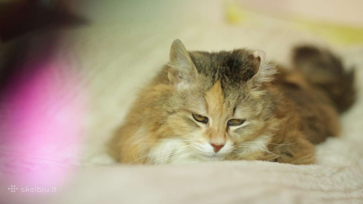 Princesė, 5m., benamėlė - nuotraukos Nr. 21