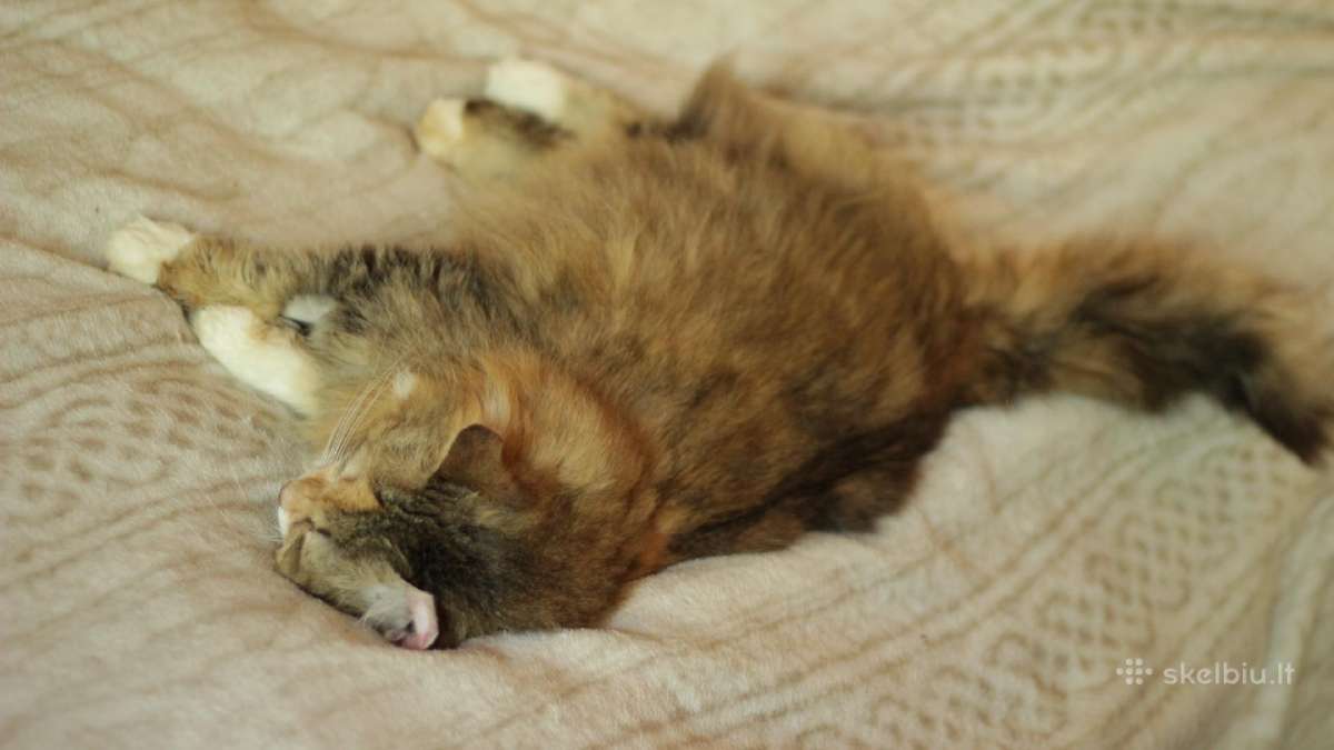 Princesė, 5m., benamėlė - nuotraukos Nr. 22