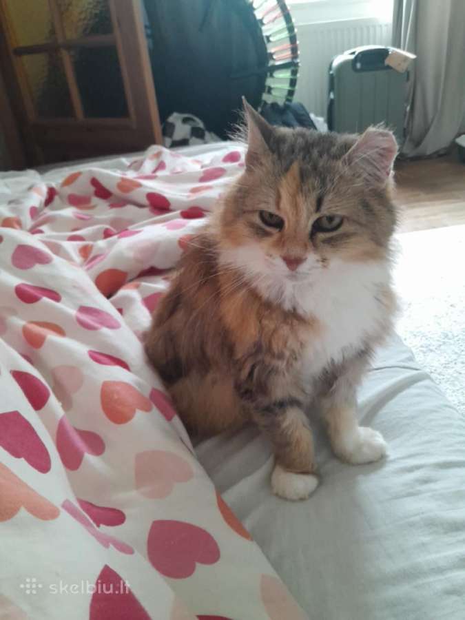 Princesė, 5m., benamėlė - nuotraukos Nr. 25
