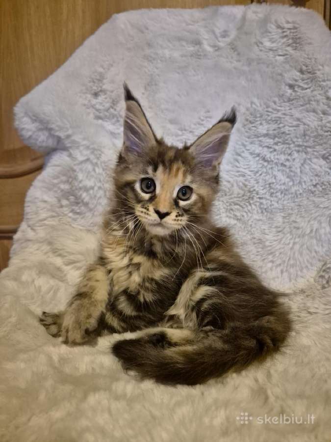 Mainecoon female - nuotraukos Nr. 2