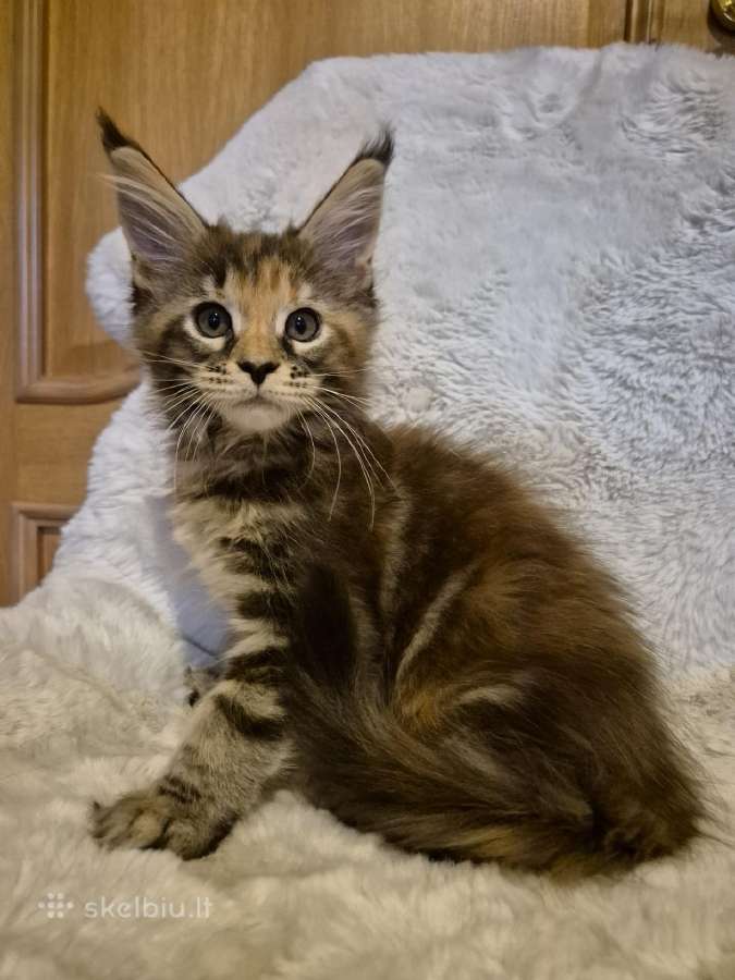 Mainecoon female - nuotraukos Nr. 2