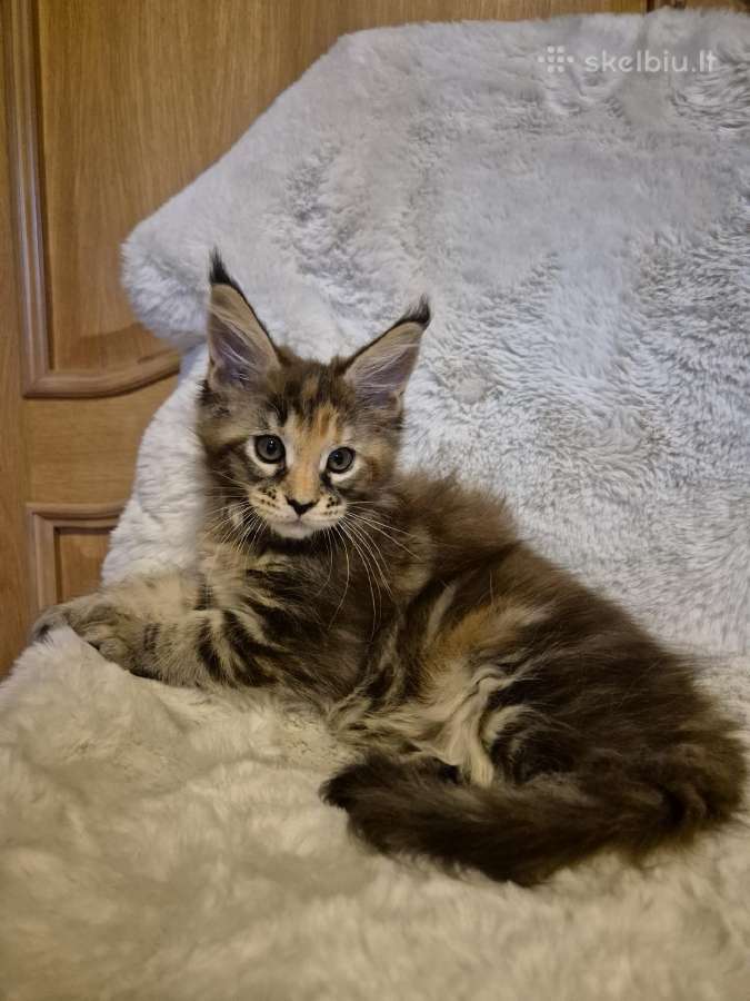Mainecoon female - nuotraukos Nr. 3