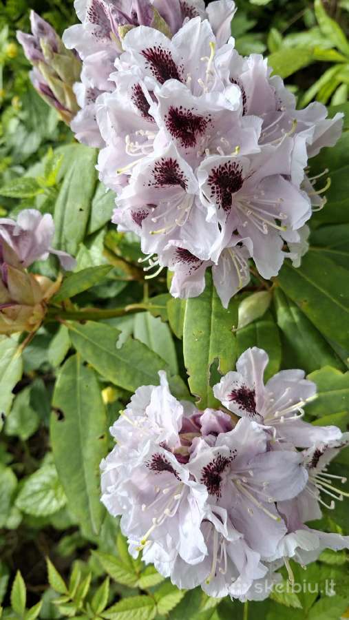 Rododendrai - nuotraukos Nr. 10
