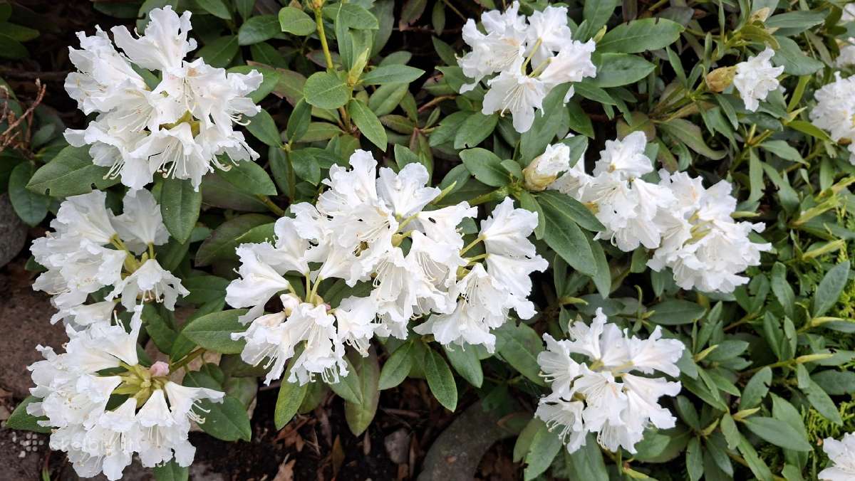 Rododendrai - nuotraukos Nr. 6