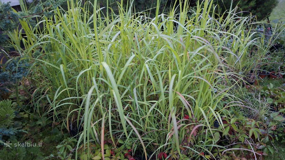Rytinė imperata "Red Baron" - nuotraukos Nr. 32