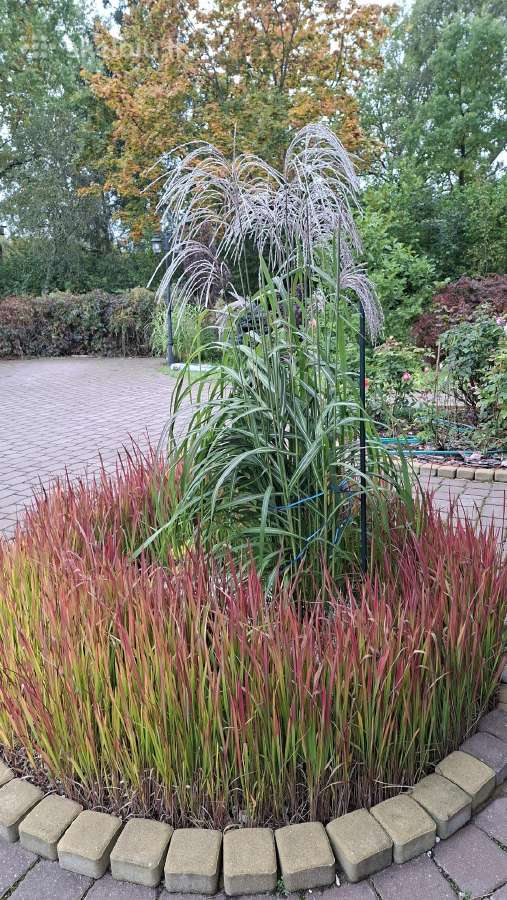 Rytinė imperata "Red Baron" - nuotraukos Nr. 34