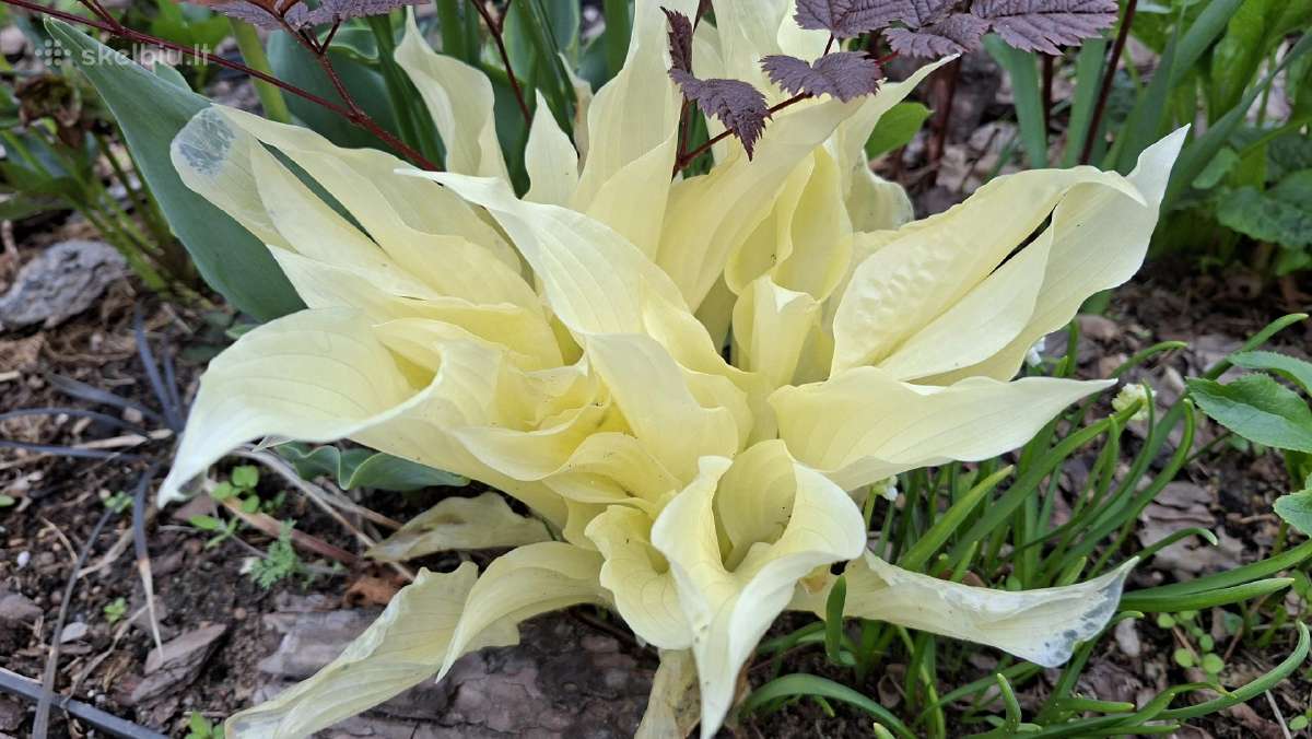 Rytinė imperata "Red Baron" - nuotraukos Nr. 35