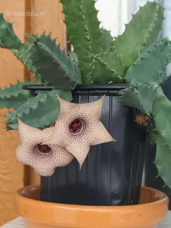 Huernia thuretii, foto parduodamo augalo - nuotraukos Nr. 2