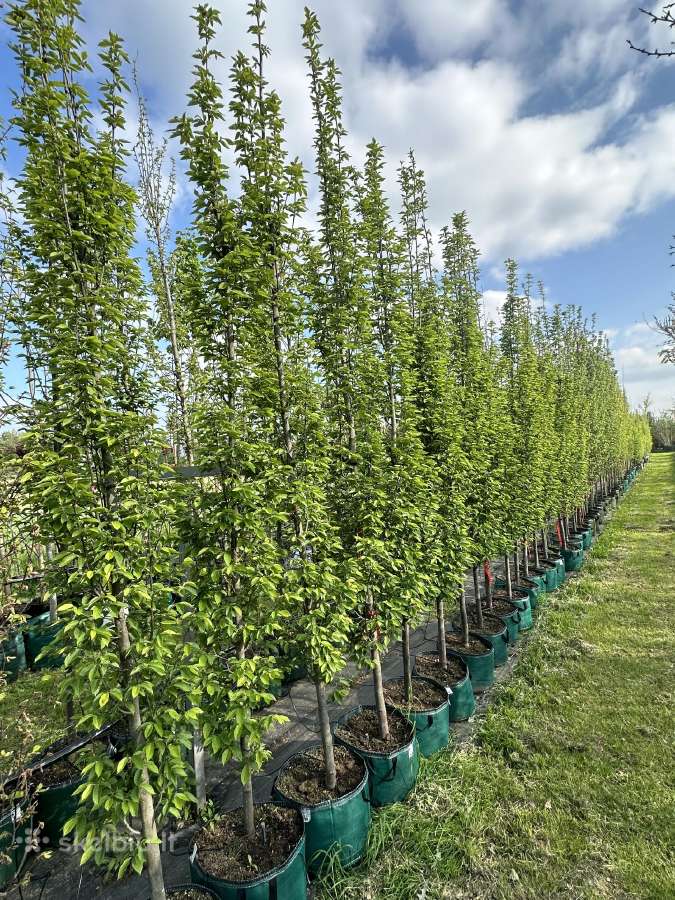 Skroblai ir bukai - nuotraukos Nr. 15
