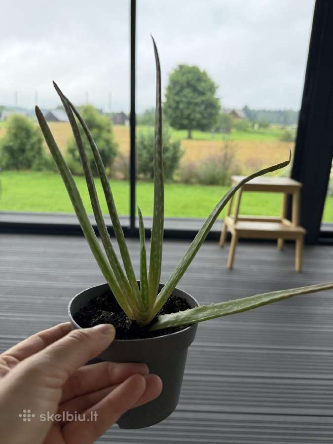 Mini augaliukai - nuotraukos Nr. 9