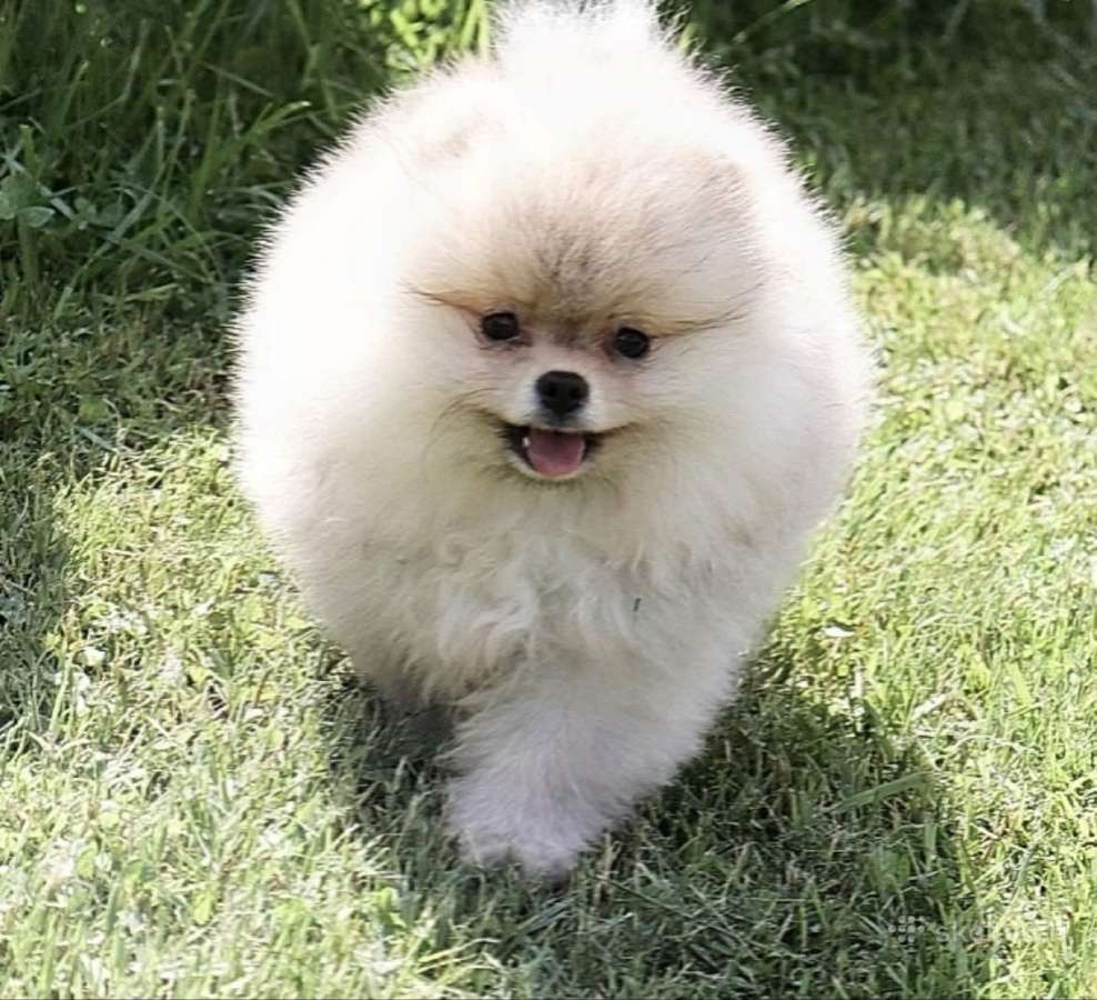 Nykštukiniai Pomeranian špiciukai - nuotraukos Nr. 2