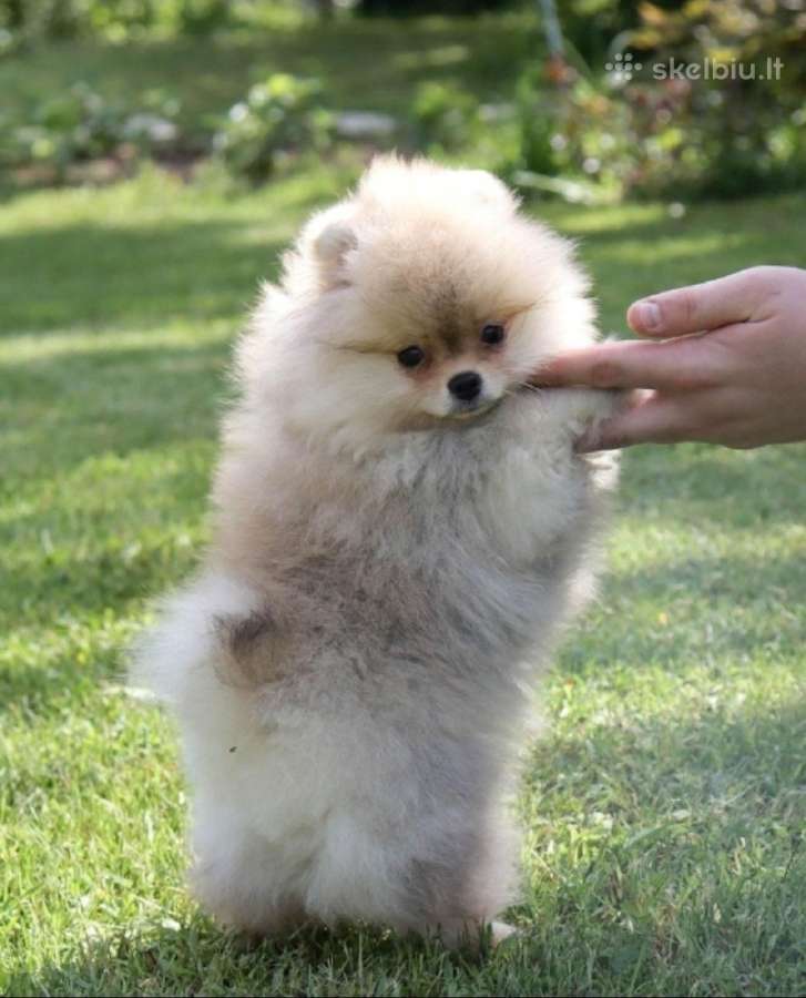 Nykštukiniai Pomeranian špiciukai - nuotraukos Nr. 2