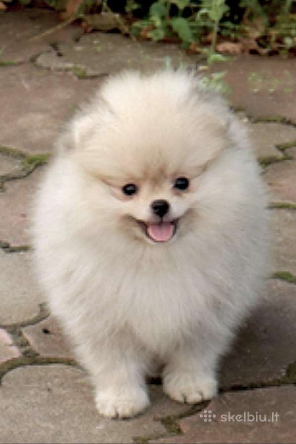 Nykštukiniai Pomeranian špiciukai - nuotraukos Nr. 3