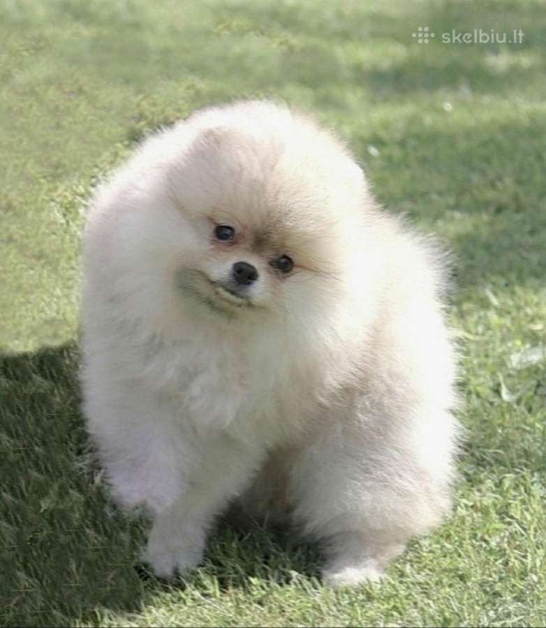 Nykštukiniai Pomeranian špiciukai - nuotraukos Nr. 4