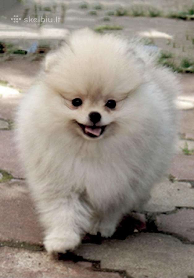 Nykštukiniai Pomeranian špiciukai - nuotraukos Nr. 5